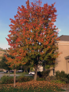 Fall Leaves