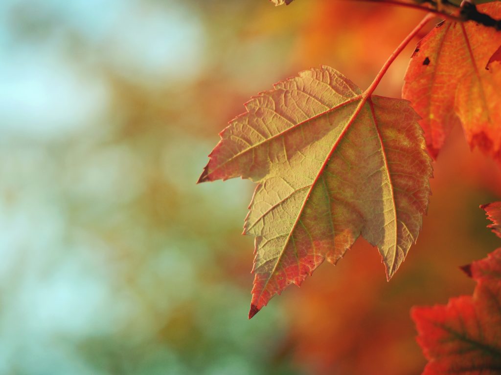 autumn-leaf
