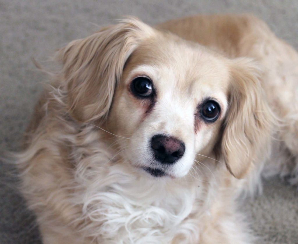 My dog Lily