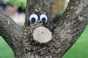 googly-eyed oak