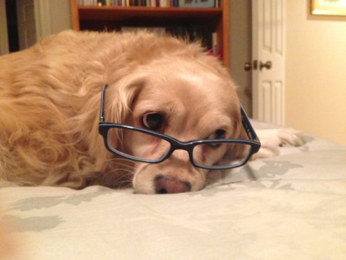 dog with glasses