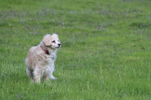 lily dog