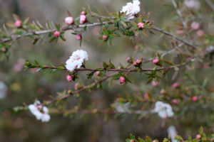 tree in bloom