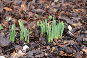 daffodils