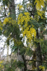 yellow blossoms