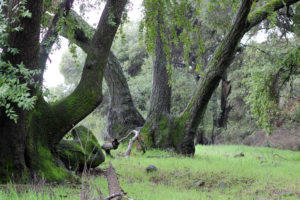 mossy trees
