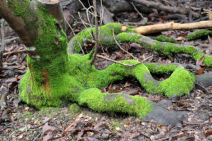 Mossy roots