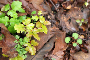 leaves of three