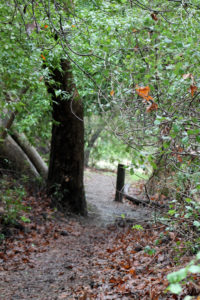 muddy trail