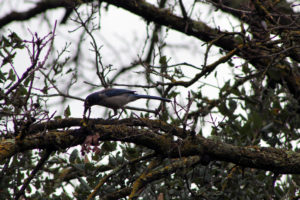 blue jay breakfast