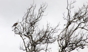 hawk in tree
