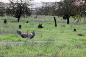 blue heron
