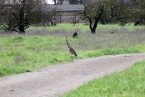 heron standing