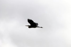 blue heron flying