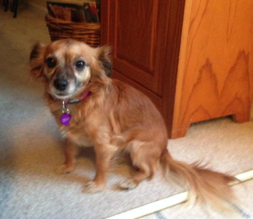 Penny Puppy