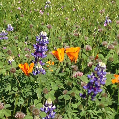 wildflowers