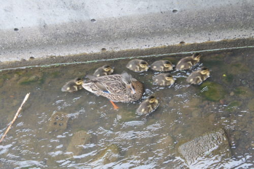 oregon ducks