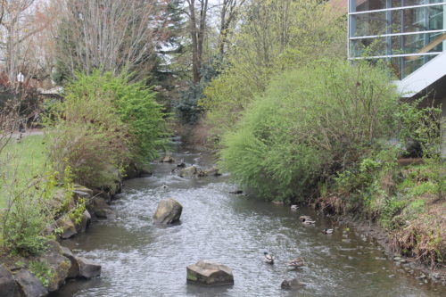 willamette stream