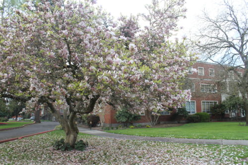 tulip tree