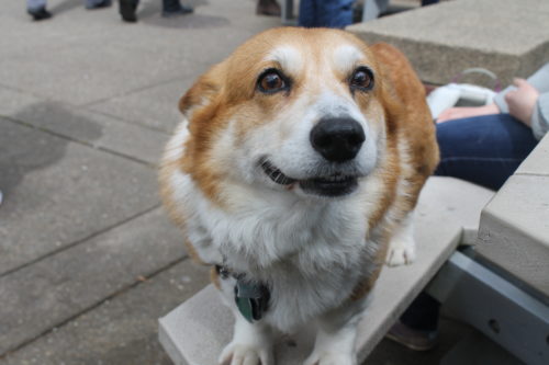 corgi in Salem