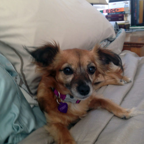 penny rescue