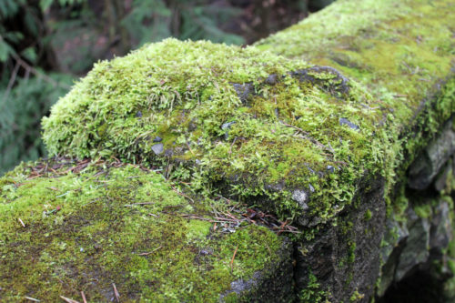 mossy bridge detail