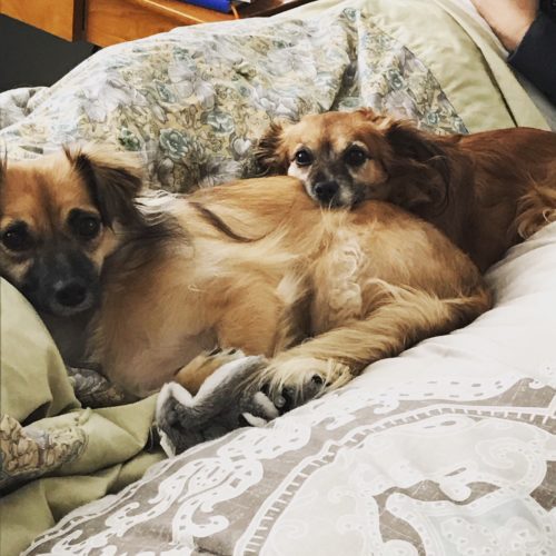 puppies