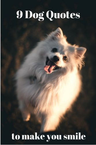 nine dog quotes