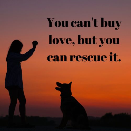 dog quotes 9
