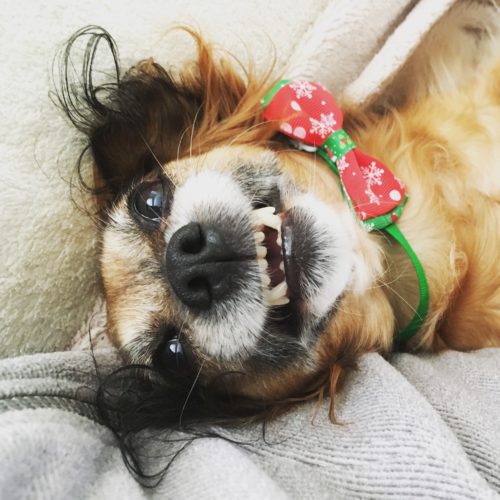 silly penny dog