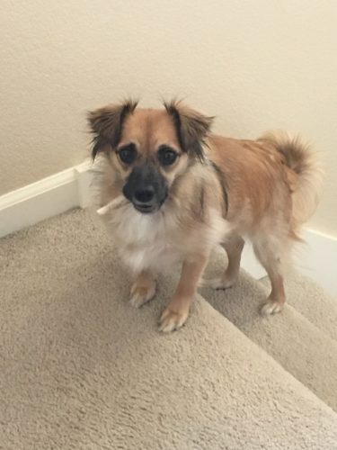adopt a shelter pet2